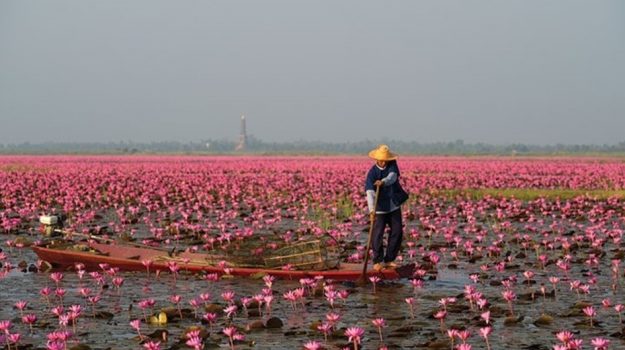 El increíble espectáculo de la flor de loto rosa en Tailandia